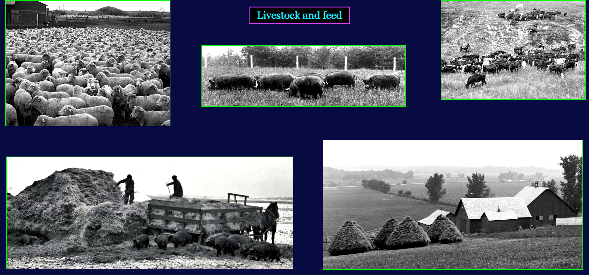 Livestock farming, 1910